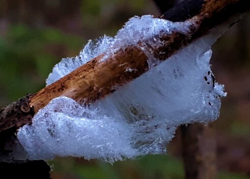 Ledusmatus neliela sala laikā rada koksnes sēne Exidiopsis effuse.