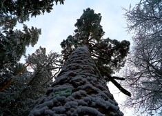 Vecākā un resnākā Latvijas priede