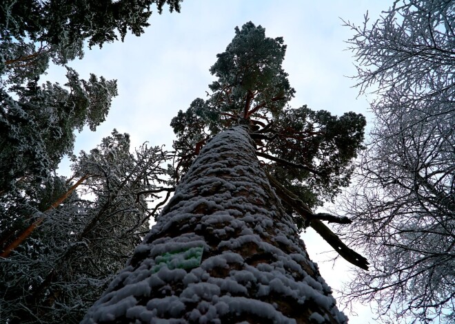 Vecākā un resnākā Latvijas priede