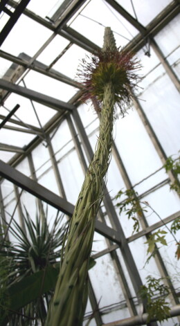 Agaves zieds Nacionālajā botāniskajā dārzā Salaspilī 2007. gadā.