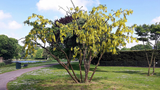 Alpu zeltalietus. Dobē to neiemānīsi, taču fonā tāds skaistulis gan varētu augt.