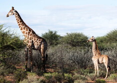 Dabā manītas divas žirafes, kas sirgst ar pundurismu