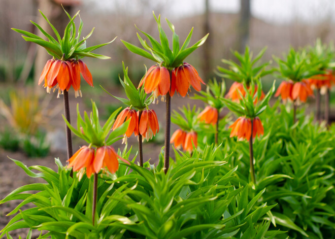 Pasapņo par pavasari - karaliskā fritilārija. Šķirnes un audzēšanas īpatnības