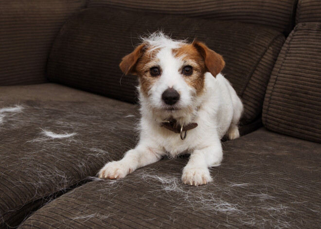 Kā visefektīvāk mājās savākt dzīvnieku spalvas?