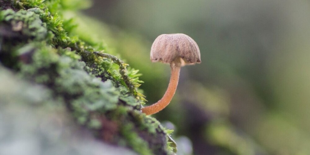 Галлюциногенные грибы выросли внутри организма мужчины. Он вколол их себе в вену