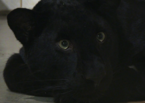 Jau krietnu laiku leoparda īpašniecei ar dzīvnieku nekāda kontakta nav bijis, jo tas varētu zvērā radīt stresu.