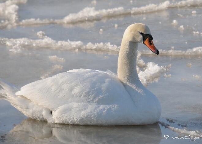 Gulbis uz ledus. Kādos gadījumos putnam būtu jāpalīdz?