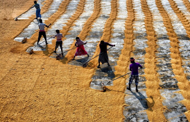 Latviešiem būtu jālauž priekšstats, ka Basmati rīsi nāk tikai no Indijas.