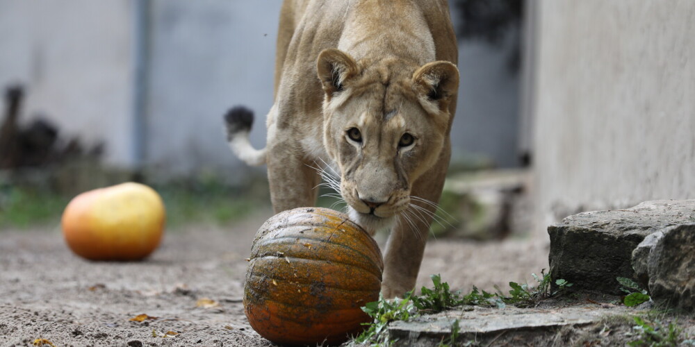 У усыпленного в Таллинском зоопарке льва Юны подтвердился коронавирус
