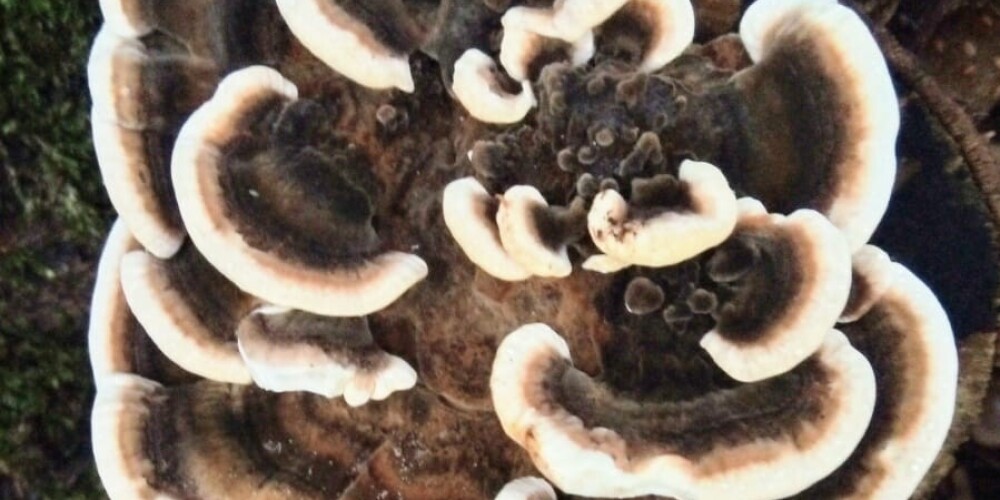 Tauriņpiepes ir ar aptuveni pusapļa formu un bez kātiņiem.