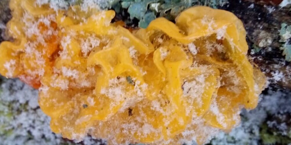 Dzeltenā receklene ir sastopama visu gadu, tomēr visbiežāk to ievēro agri pavasarī un vēlu rudenī.