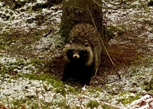 Jenotsuņi guļ līdz februāra vidum, kad tauku krājumi iet mazumā, tad sāk staigāt. 