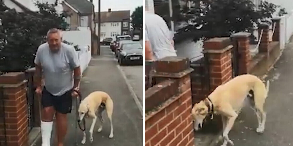 VIDEO: suns solidarizējas ar savu saimnieku un kopē viņa klibošanu