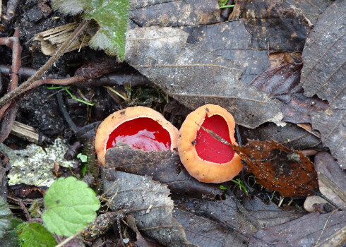 Agrāk šo sēni dēvēja par košo agreni (Sarcoscypha coccinea), taču vēlāk atklājās, ka Latvijā augošā suga patiesībā ir ļoti līdzīgā Austrijas agrene. 