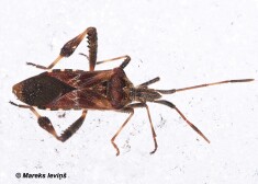 Leptoglossus occidentalis ir Ziemeļamerikas suga, Eiropā pirmoreiz atrasta Itālijā 1999. gadā.