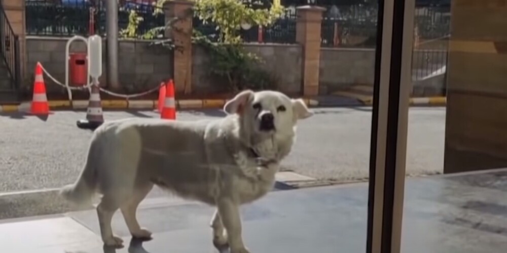 Турецкий Хатико: собака шесть дней ждала своего хозяина у дверей больницы