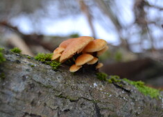 Samtainās ziemenes (Collybia velutipes) ir ēdamas, ļoti garšīgas, cepamas bez iepriekšējas novārīšanas, tikai jānoblanšē; arī vārāmas zupās.