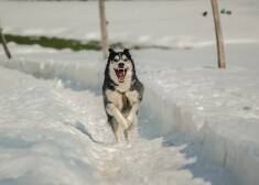 Иллюстративное фото