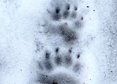 Āpša pēdas mežā Mazirbē.