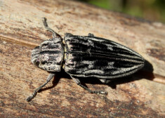 Latvijas Sarkanajā grāmatā ierakstītā lielā krāšņvabole (Chalcophora mariana).