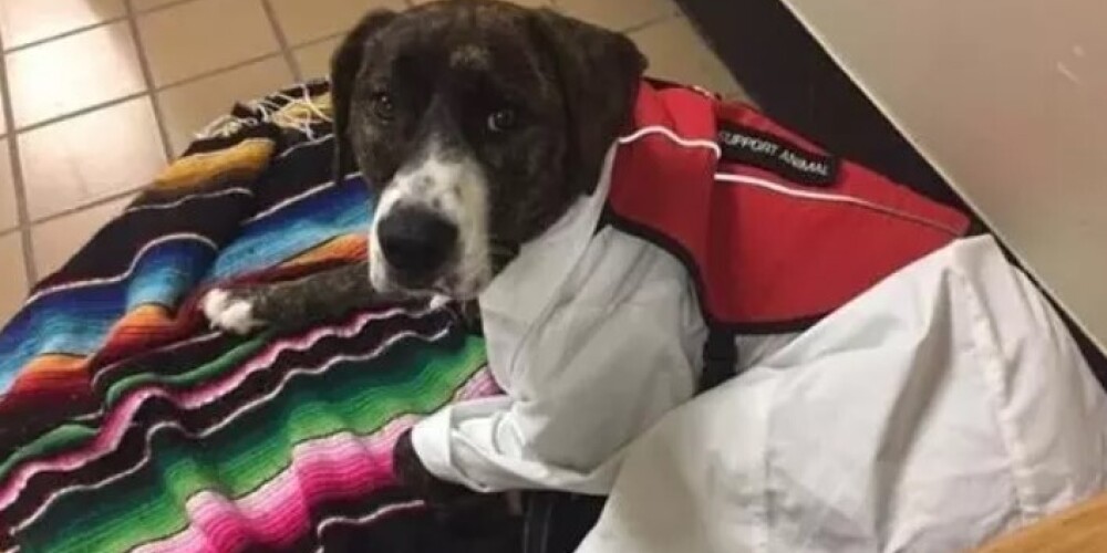 Героическая собака спасла упавшей хозяйке жизнь, оттащив ее от мчащейся машины