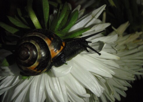 Birztalas vīngliemeža čaulas lūpa ir brūna, “mājiņas” pamatkrāsa ļoti variē: bāli dzeltena, zaļdzeltena, citrondzeltena, dzeltensārta, brūna ar violetu nokrāsu. 