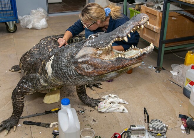 Muzejā Maskavā skatāms leģendu un mīklu apvītais Hitlera aligators