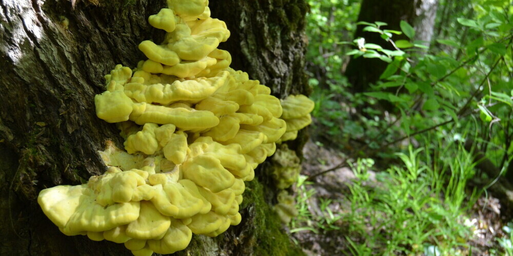 Parastā sērpiepe Latvijā ir sastopama bieži – uz lapu koku stumbriem, dažkārt arī uz celmiem, var atrast pat pilsētas parkā. 