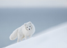 Fjällräven ziedo "Arctic Fox" stipendiju 115 000 eiro apmērā trijiem dabas aizsardzības projektiem