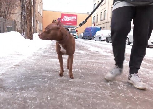 Центр Риги обильно посыпан солью - собаки слизывают токсичный реагент и портят лапы