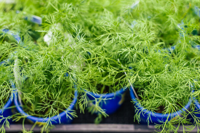 Ja gribi, lai dilles sadīgtu ātrāk, uz 2 dienām iemērc sēklas nostādinātā ūdenī. Vēl labāk, ja izmantosi ūdeni no atkausēta sniega. Ielāgo, ka ūdens sēklām jāmaina 3 reizes dienā!