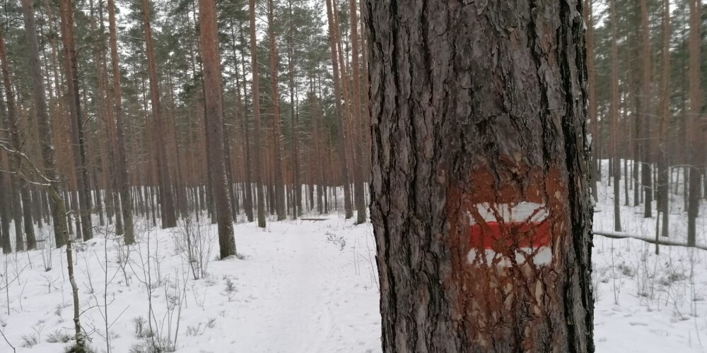 Mežtakas alternatīvajā posmā Biķernieku - Šmerļa mežos sistemātiski tiek bojāts marķējums