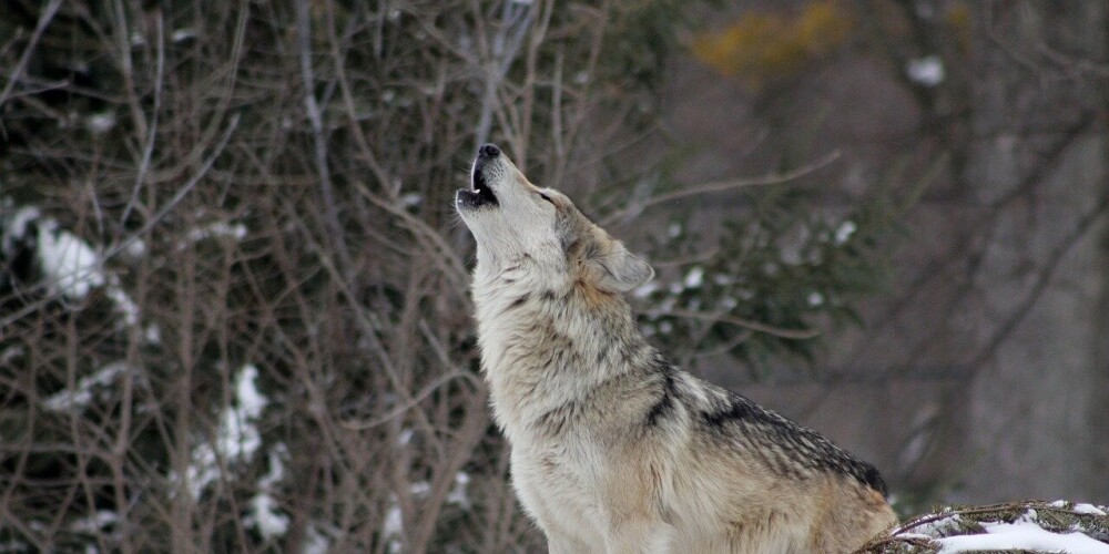 Латвийские волки во Франции сбежали: двоих застрелили, двоих поймали, остальных ищут