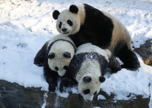 Pandu mamma Hao Hao kopā ar dvīņiem - Bao Di un Bao Mei priecājas par sniegu Beļģijas pilsētas Brugeletes zoodārzā.