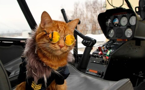 Да он просто Playboy: брутальный кот-красавец побывал в роли пилота