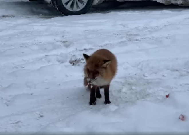 Talsu pusē nofilmēta lapsa ar tipiskām trakumsērgas pazīmēm