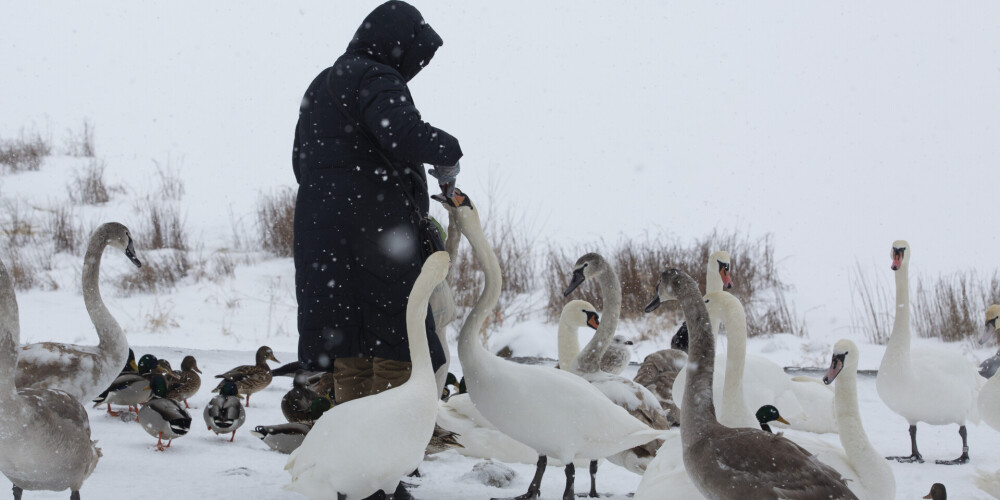 Vēl četriem savvaļas putniem Latvijā konstatēta putnu gripa