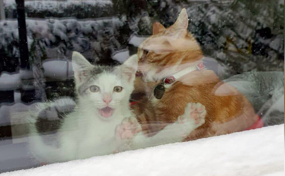 Saimnieks iemūžināja sava kaķa reakciju uz pirmo sniegu, un foto ir nepārspējams