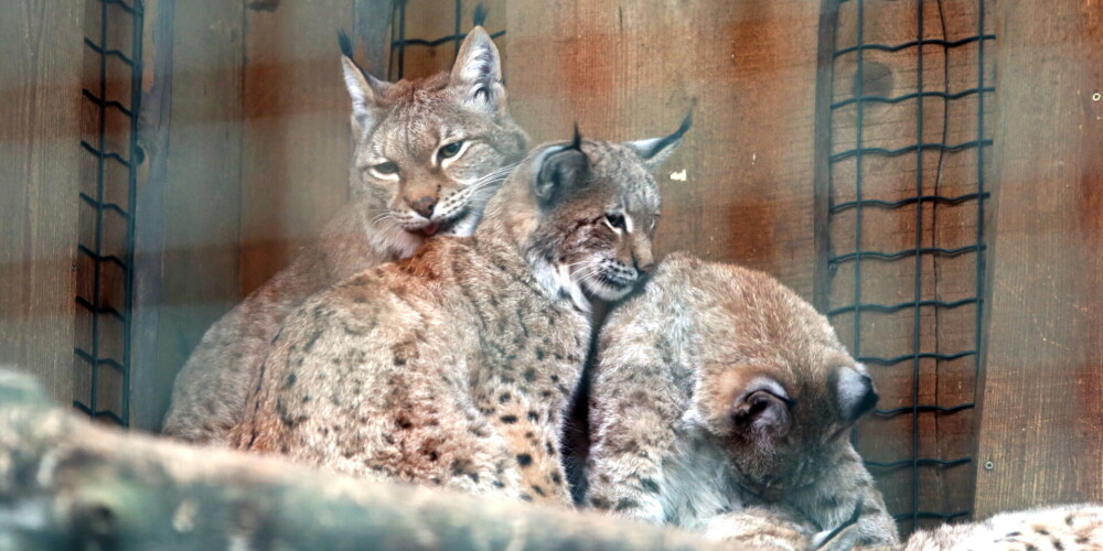 Рижский зоопарк (Rīgas zoodārzs) расположен в столице Латвии — Риге, на территории микрорайона Межапаркс, на западном берегу озера Кишэзерс. В настоящее время зоопарк открыт круглый год, на животных можно посмотреть и зимой; его площадь составляет 19,9 га. В 1993 году был открыт филиал «Цирули» близ Лиепаи. Посещаемость Рижского зоопарка оценивается в 300 тыс. посетителей в год.