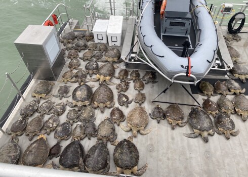 Sala dēļ Teksasā norit iespaidīga bruņurupuču glābšanas misija