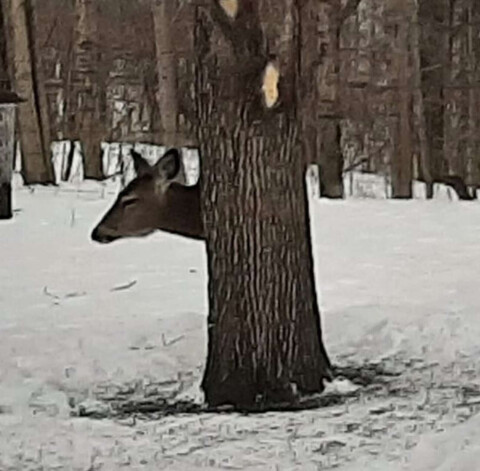 Foto mistērija. Neviens nespēj saprast, kur palicis dzīvnieka rumpis.