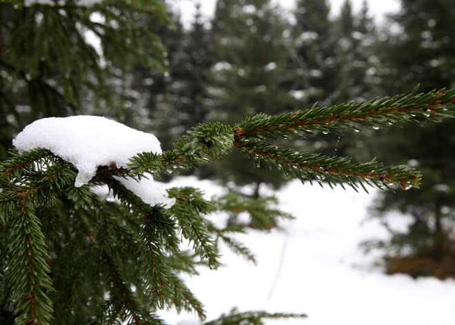 Svētdien gaiss iesils līdz +6 grādiem