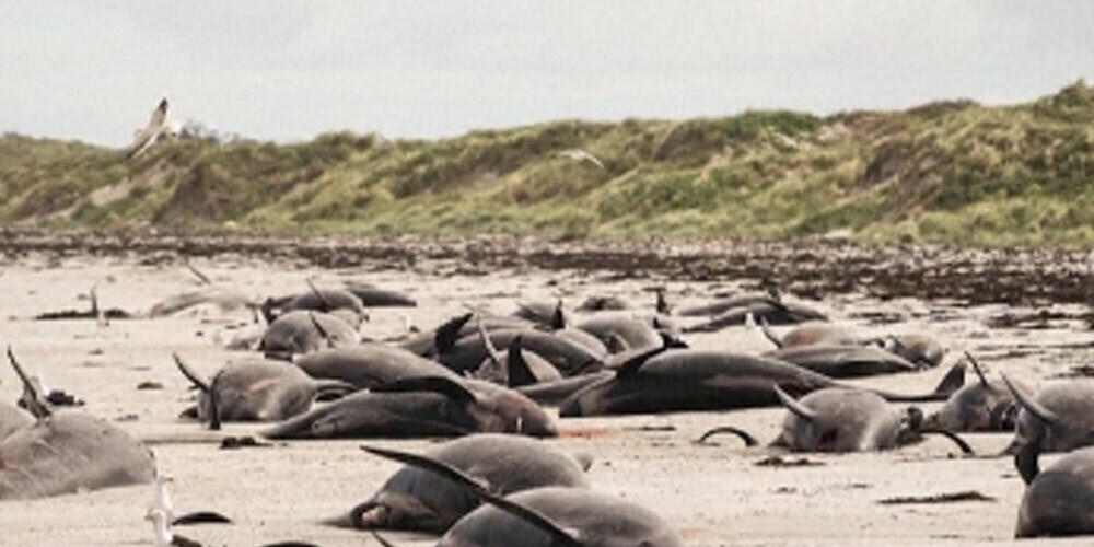 Jaunzēlandē krastā izmetušās 49 grindas; cilvēki turpina centienus glābt zīdītāju dzīvības