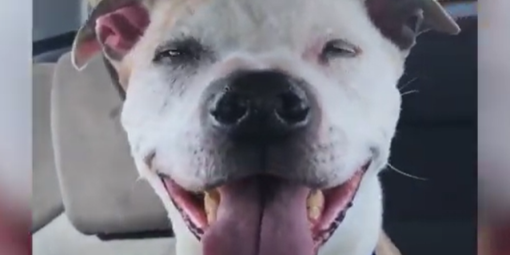 16-летнего пса забрали из приюта: кадры с его счастливой мордой говорят все