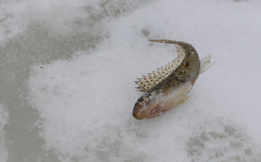 Ūdenstilpēs ar biezu ledus kārtu var sākties zivju slāpšana