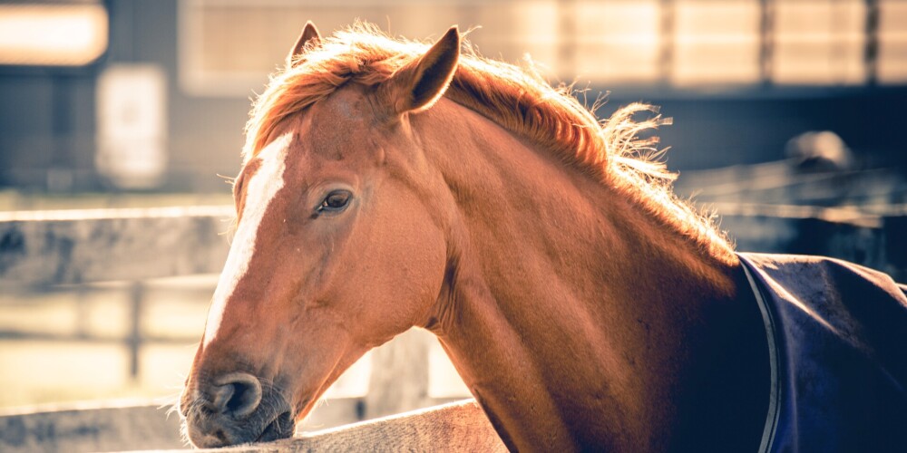 Četri jau miruši: starptautiskās jāšanas sacensībās uzliesmojis bīstamais zirgu herpes vīruss