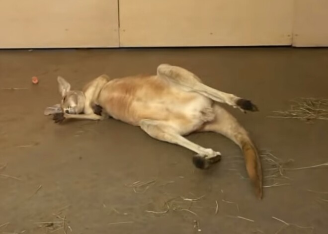Rīgas zoodārza izlaidīgais ķengurs, izrādās, apmeklētājus biedē jau sen