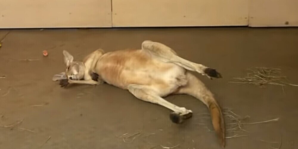Рижский зоопарк: “ленивая” поза кенгуру давно пугает посетителей