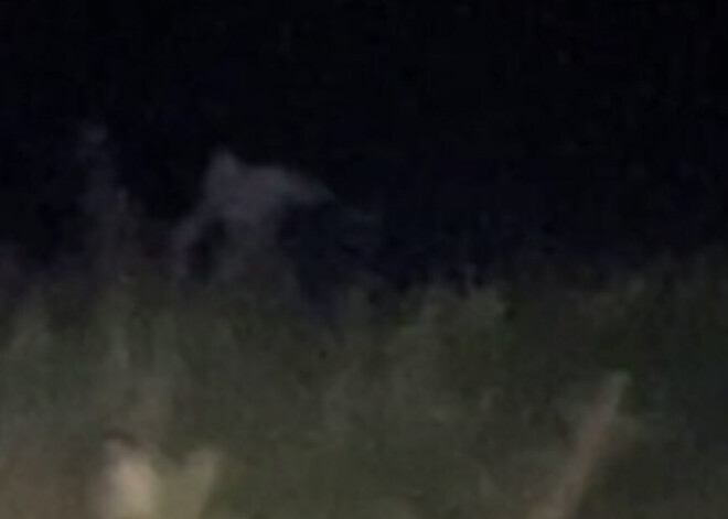 Puiši šausmās iekliedzās, kad viņu virzienā skrēja milzīgs radījums, kas līdzinājās cilvēka skeletam