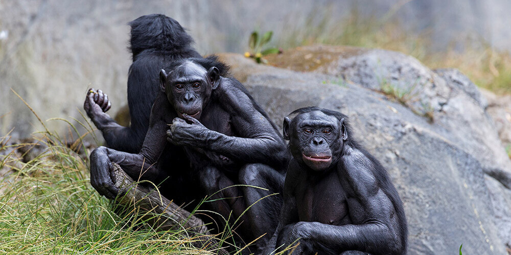 ASV zoodārzā pret Covid-19 vakcinēti deviņi pērtiķi